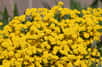 Dès le printemps, cette plante vivace qui apprécie particulièrement les rocailles, se couvre d’une multitude d’inflorescences jaunes très lumineuses. Facile de culture, elle est très décorative dans des endroits difficiles et fournit un précieux pollen aux butineurs.